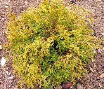 КИПАРИСОВИК ТУПОЛИСТИЙ 'КАМАРАЧІБА' (Chamaecyparis obtusa Kamarachiba) 02.010.028 фото