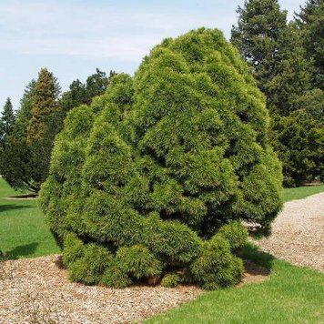 Сосна звичайна Глобоза Вiрiдiз (Pinus sylvestris Globosa Viridis) 02.003.429 фото
