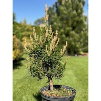 СОСНА БАНКСА БАНСКА СТАВНИЦА (Pinus banksiana Banska Stavnica) 02.003.432 фото
