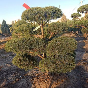 Сосна гірська К/мультиштамб (Pinus mugo) 02.003.300 фото