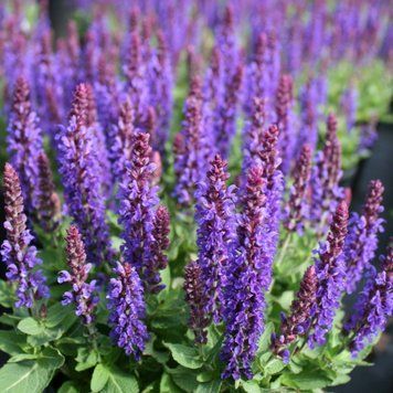 Шавлія дібровна (Salvia nemorosa) 03.041.001 фото