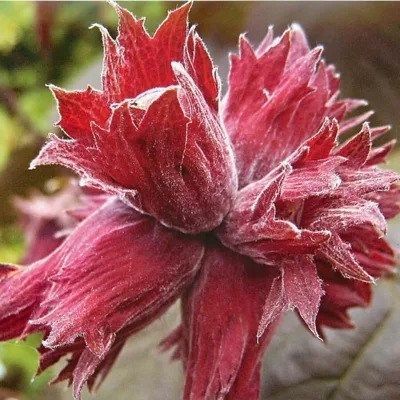 Ліщина звичайна Ред Маджестік (Corylus avellana Red Magestic) 01.046.005 фото