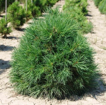 Сосна звичайна Глобоза Вiрiдiз (Pinus sylvestris Globosa Viridis) 02.003.429 фото