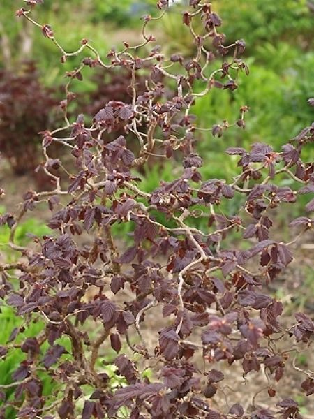 Ліщина звичайна Ред Маджестік (Corylus avellana Red Magestic) 01.046.005 фото