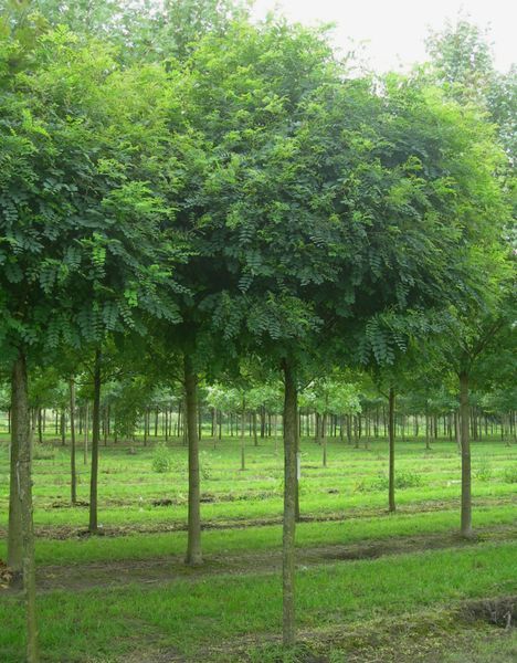 РОБІНІЯ ПСЕВДОАКАЦІЯ 'УМБРАКУЛІФЕРА' (К/Ст (Robinia pseudoacacia Umbraculifera) 01.060.002 фото
