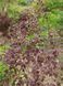 Ліщина звичайна Ред Маджестік (Corylus avellana Red Magestic) 01.046.005 фото 2