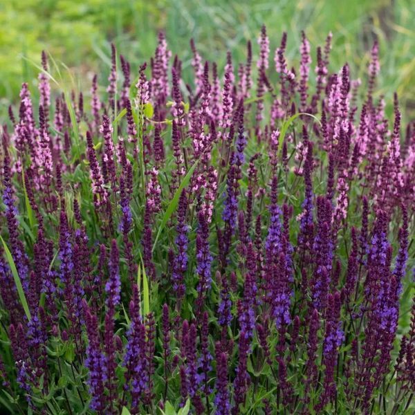 Шавлія дібровна (Salvia nemorosa) 03.041.001 фото