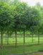 РОБІНІЯ ПСЕВДОАКАЦІЯ 'УМБРАКУЛІФЕРА' (К/Ст (Robinia pseudoacacia Umbraculifera) 01.060.002 фото 2
