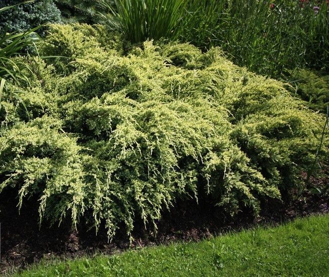 ЯЛІВЕЦЬ ЛУСКАТИЙ 'ДРІМ ДЖОЙ' (Juniperus squamata Dream Joy) 02.009.073 фото