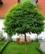 РОБІНІЯ ПСЕВДОАКАЦІЯ 'УМБРАКУЛІФЕРА' (К/Ст (Robinia pseudoacacia Umbraculifera) 01.060.002 фото 1