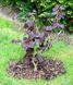 Ліщина звичайна Ред Маджестік (Corylus avellana Red Magestic) 01.046.005 фото 1