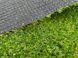 Декоративная трава CONGRAS TOSCANA/JAKARTA 20mm 4m Green 5317 фото 2