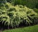 ЯЛІВЕЦЬ ЛУСКАТИЙ 'ДРІМ ДЖОЙ' (Juniperus squamata Dream Joy) 02.009.073 фото 2