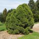 Сосна звичайна Глобоза Вiрiдiз (Pinus sylvestris Globosa Viridis) 02.003.429 фото 1