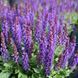 Шавлія дібровна (Salvia nemorosa) 03.041.001 фото 1