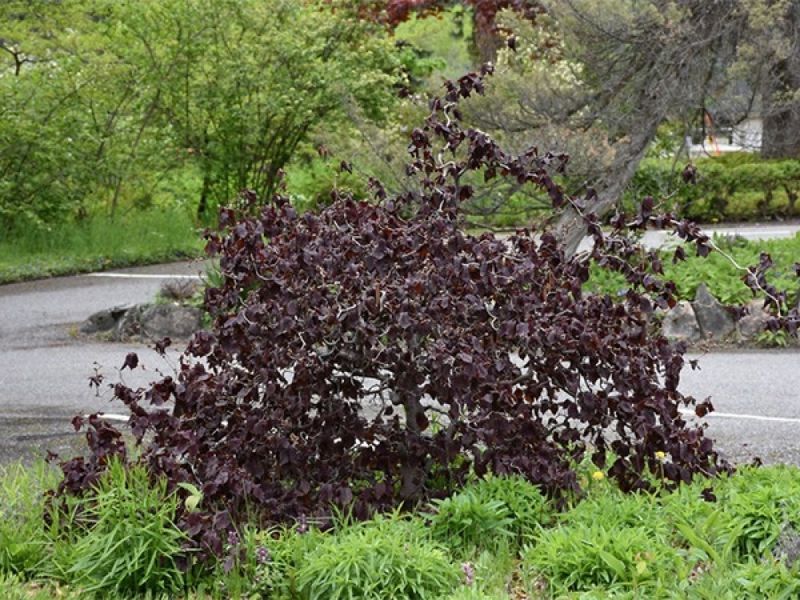 Ліщина звичайна Ред Маджестік (Corylus avellana Red Magestic) 01.046.005 фото