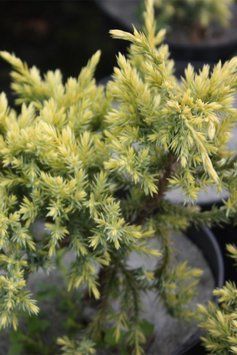 ЯЛІВЕЦЬ ЛУСКАТИЙ 'ДРІМ ДЖОЙ' (Juniperus squamata Dream Joy) 02.009.017 фото