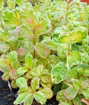 ВЕЙГЕЛА КВІТУЧА 'КАНДІДА' (Weigela florida Caricature) 01.043.002 фото