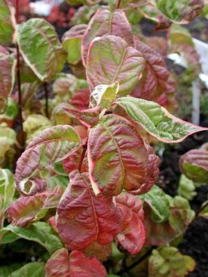 ВЕЙГЕЛА КВІТУЧА 'КАНДІДА' (Weigela florida Caricature) 01.043.002 фото