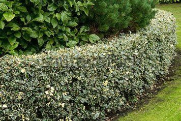 Падуб гостролистий Argentea Marginata(Ilex aquifolium Argentea Marginata) 01.048.010 фото
