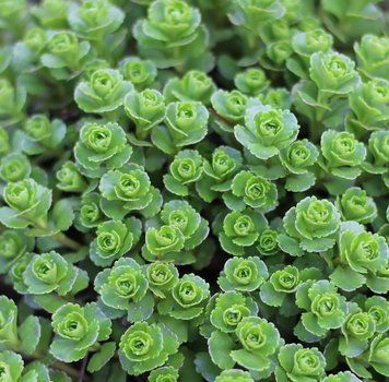 Очиток (Sedum ) 03.003.007 фото