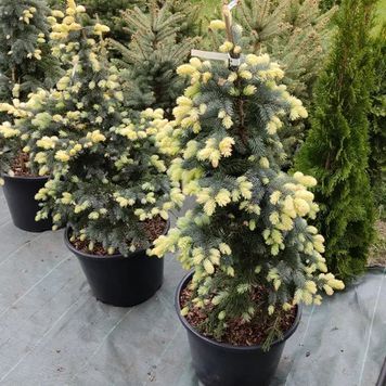 ЯЛИНА колюча 'Б'ЯЛОБОК' (Picea pungens Bialobok) 02.002.127 фото