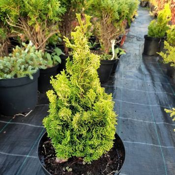КИПАРИСОВИК ТУПОЛИСТИЙ 'МЕРОКЕ ТВІН' (Chamaecyparis obtusa Meroke Twin) 02.010.065 фото