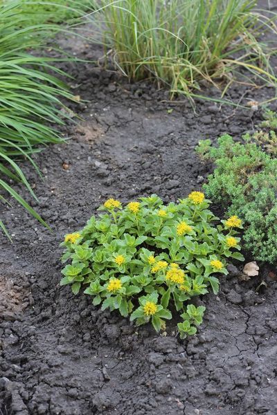 Очиток (Sedum ) 03.003.007 фото
