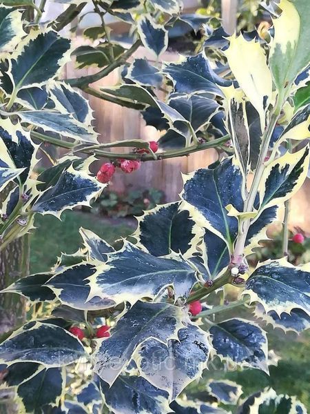 Падуб гостролистий Argentea Marginata(Ilex aquifolium Argentea Marginata) 01.048.010 фото