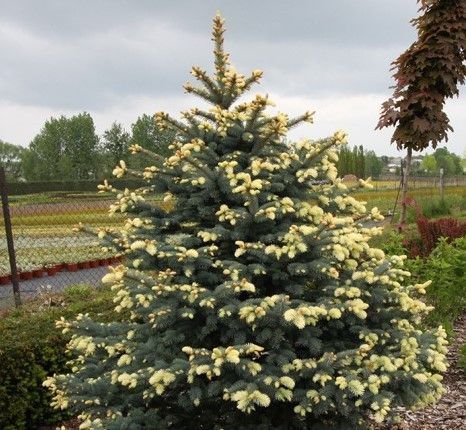 ЯЛИНА колюча 'Б'ЯЛОБОК' (Picea pungens Bialobok) 02.002.127 фото