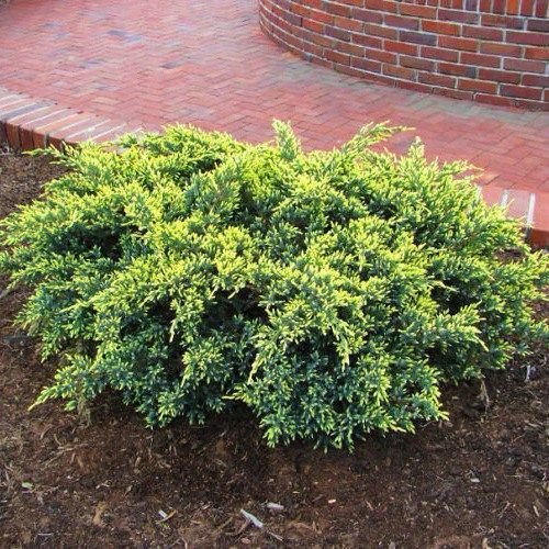 ЯЛІВЕЦЬ ЛУСКАТИЙ 'ДРІМ ДЖОЙ' (Juniperus squamata Dream Joy) 02.009.017 фото