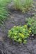 Очиток (Sedum ) 03.003.007 фото 2