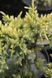 ЯЛІВЕЦЬ ЛУСКАТИЙ 'ДРІМ ДЖОЙ' (Juniperus squamata Dream Joy) 02.009.017 фото 1