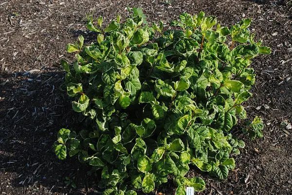 ВЕЙГЕЛА КВІТУЧА 'КАНДІДА' (Weigela florida Caricature) 01.043.002 фото