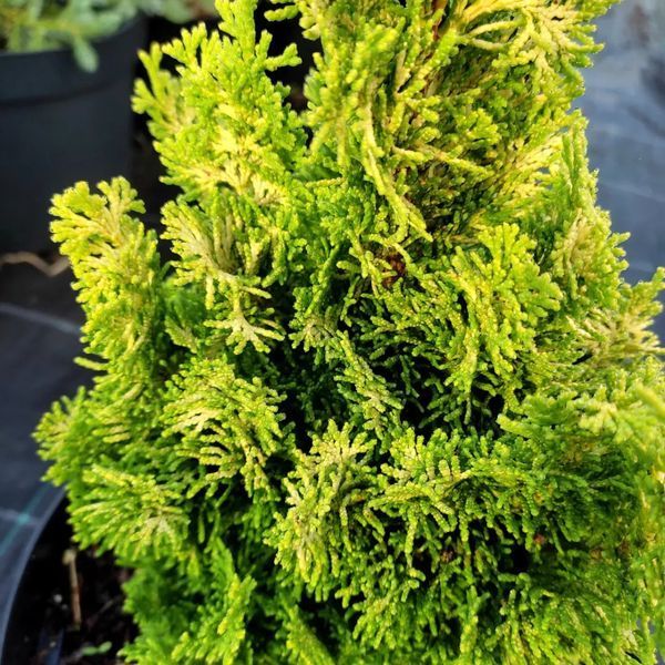 КИПАРИСОВИК ТУПОЛИСТИЙ 'МЕРОКЕ ТВІН' (Chamaecyparis obtusa Meroke Twin) 02.010.065 фото