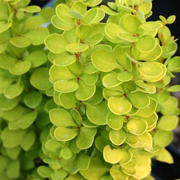 Барбарис тунберга Golden Torch(Berberis thunbergii Golden Torch) 01.030.027 фото