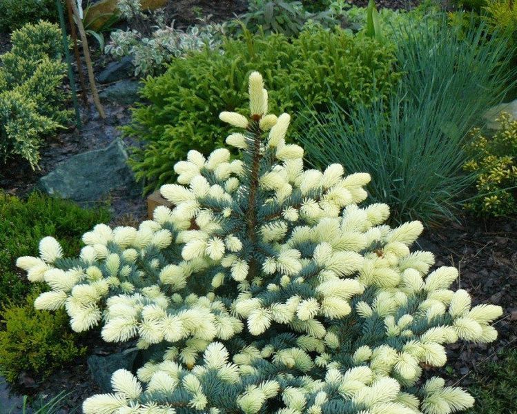 ЯЛИНА колюча 'Б'ЯЛОБОК' (Picea pungens Bialobok) 02.002.127 фото