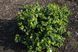 ВЕЙГЕЛА КВІТУЧА 'КАНДІДА' (Weigela florida Caricature) 01.043.002 фото 4