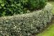 Падуб гостролистий Argentea Marginata(Ilex aquifolium Argentea Marginata) 01.048.010 фото 1