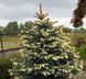 ЯЛИНА колюча 'Б'ЯЛОБОК' (Picea pungens Bialobok) 02.002.127 фото 3