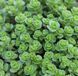 Очиток (Sedum ) 03.003.007 фото 1