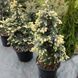 ЯЛИНА колюча 'Б'ЯЛОБОК' (Picea pungens Bialobok) 02.002.127 фото 1
