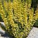 Барбарис тунберга Golden Torch(Berberis thunbergii Golden Torch) 01.030.027 фото 1