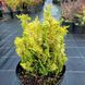 КИПАРИСОВИК ТУПОЛИСТИЙ 'МЕРОКЕ ТВІН' (Chamaecyparis obtusa Meroke Twin) 02.010.065 фото 3