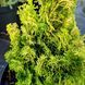 КИПАРИСОВИК ТУПОЛИСТИЙ 'МЕРОКЕ ТВІН' (Chamaecyparis obtusa Meroke Twin) 02.010.065 фото 2