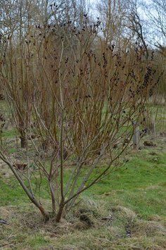 Верба тонкостовбурова чорноколосовидна (Salix gracilistyla Melanostachys) 01.056.015 фото