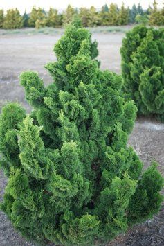 Кипарисовик туполистий Нана Гракіліс (Chamaecyparis obtusa Nana Gracilis) 02.010.052 фото