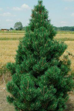 Сосна гiрська Колумбо (Pinus mugo Columbo) 02.003.265 фото