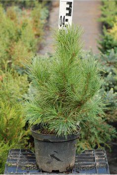 Сосна кедрова європейська К (Pinus cembra C) 02.003.398 фото