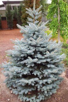 ЯЛИНА колюча 'БЛУ ДАЙМОНД' (Picea pungens Blue Diamond) 02.002.196 фото